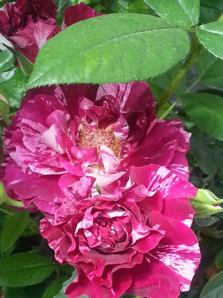 photo 101_zpsb5e4ac94.jpg